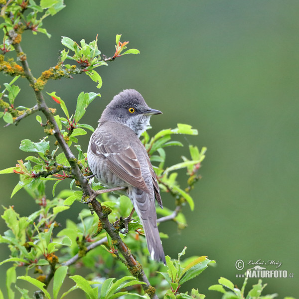 Barred Warbler (Sylvia nisoria)