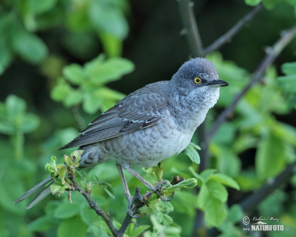 Barred Warbler (Sylvia nisoria)