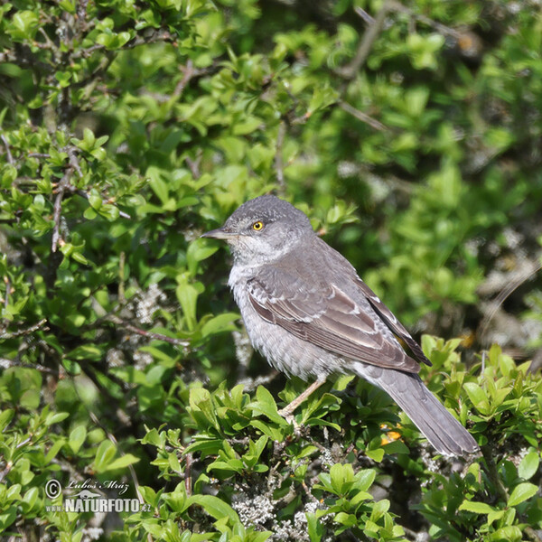 Barred Warbler (Sylvia nisoria)