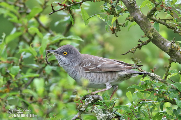 Barred Warbler (Sylvia nisoria)