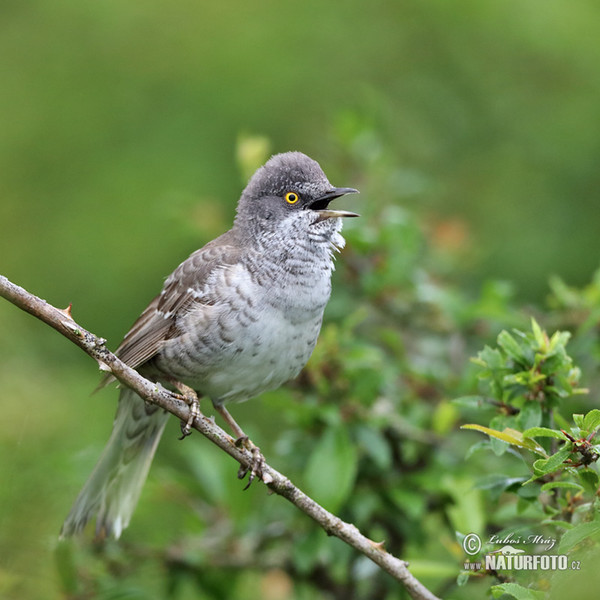 Barred Warbler (Sylvia nisoria)