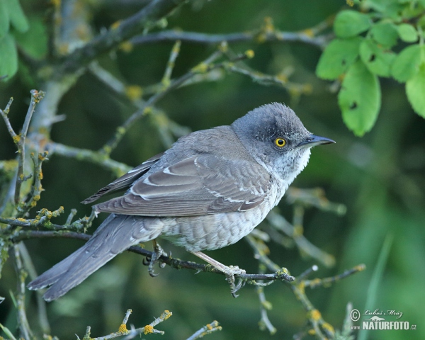 Barred Warbler (Sylvia nisoria)