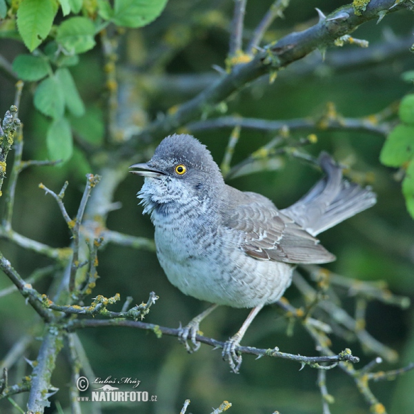 Barred Warbler (Sylvia nisoria)