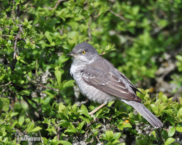 Barred Warbler (Sylvia nisoria)