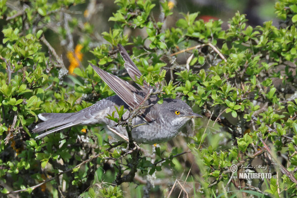 Barred Warbler (Sylvia nisoria)