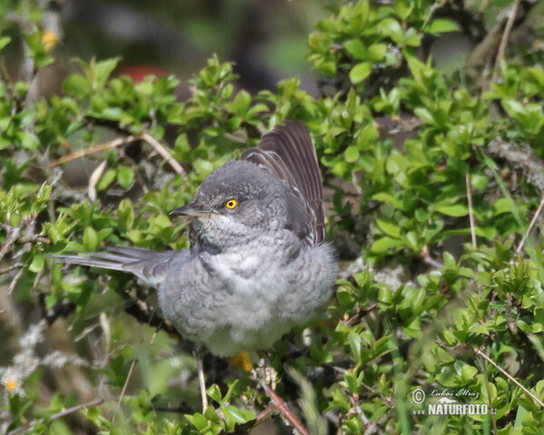 Barred Warbler (Sylvia nisoria)