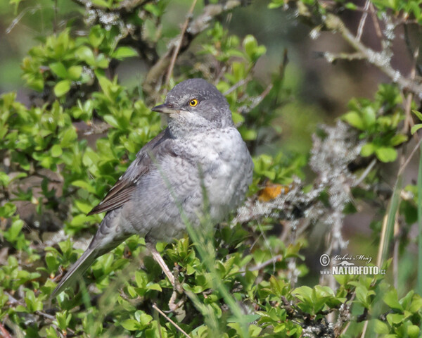 Barred Warbler (Sylvia nisoria)