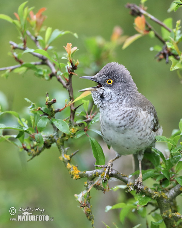 Barred Warbler (Sylvia nisoria)