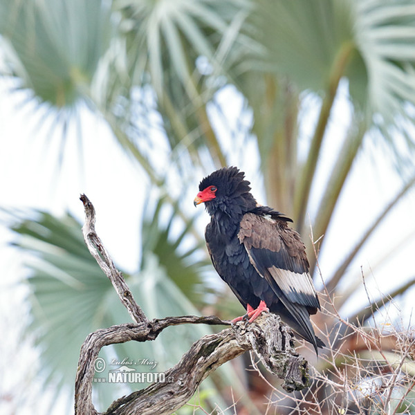 Bateleur (Terathopius ecaudatus)