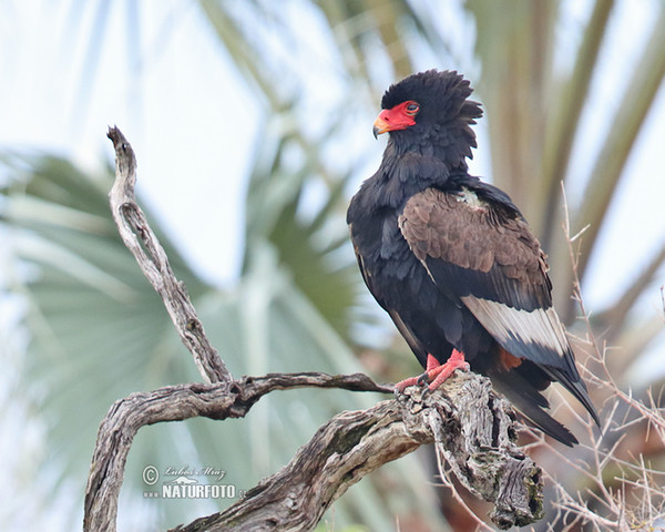 Bateleur (Terathopius ecaudatus)