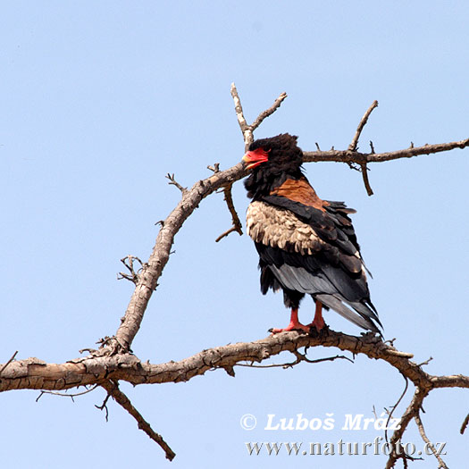 Bateleur des savanes