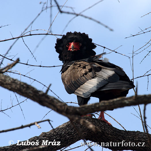 Bateleur des savanes