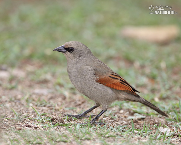 Bay-winged Cowbird, Greyish Baywing (Agelaioides badius)