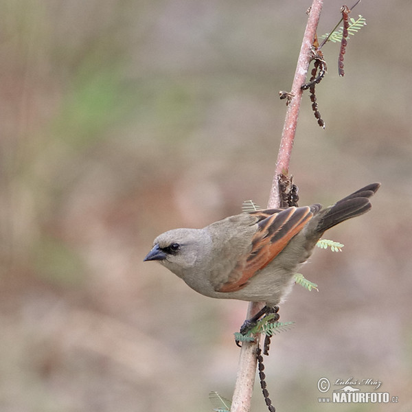 Bay-winged Cowbird, Greyish Baywing (Agelaioides badius)