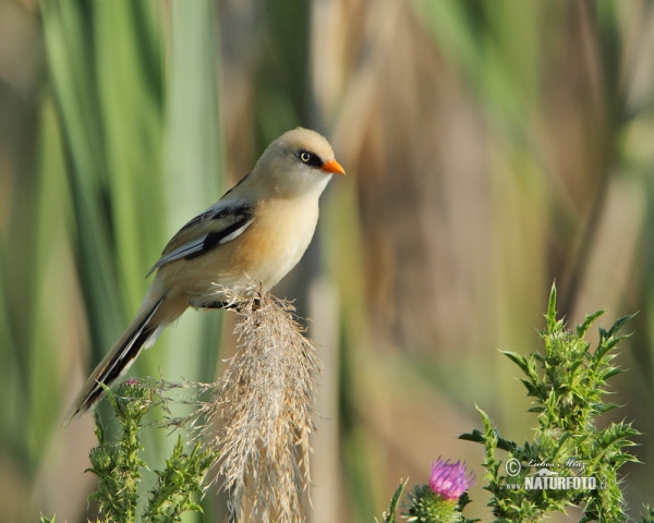 Bearded Reedling (Panurus biarmicus)