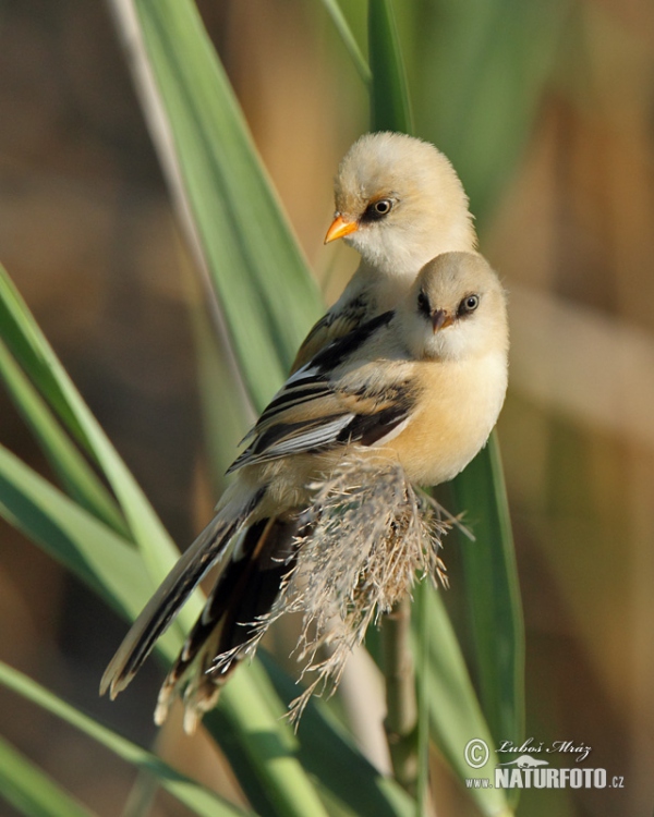 Bearded Reedling (Panurus biarmicus)