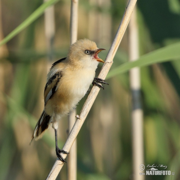 Bearded Reedling (Panurus biarmicus)