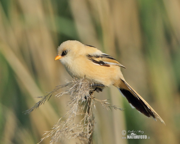 Bearded Reedling (Panurus biarmicus)