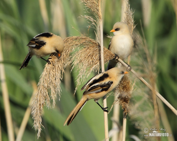 Bearded Reedling (Panurus biarmicus)