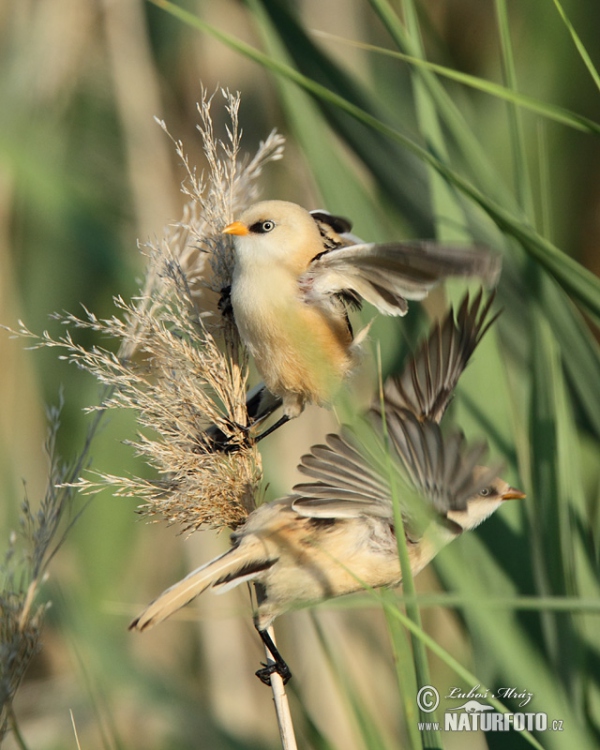 Bearded Reedling (Panurus biarmicus)