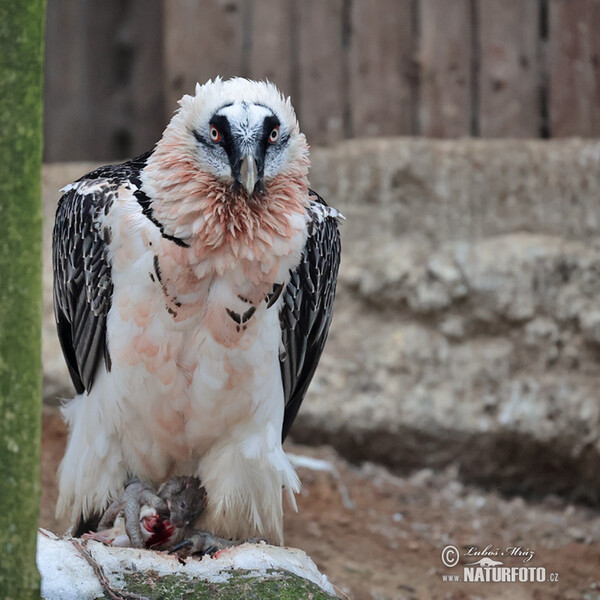 Bearded Vulture (Gypaetus barbatus)