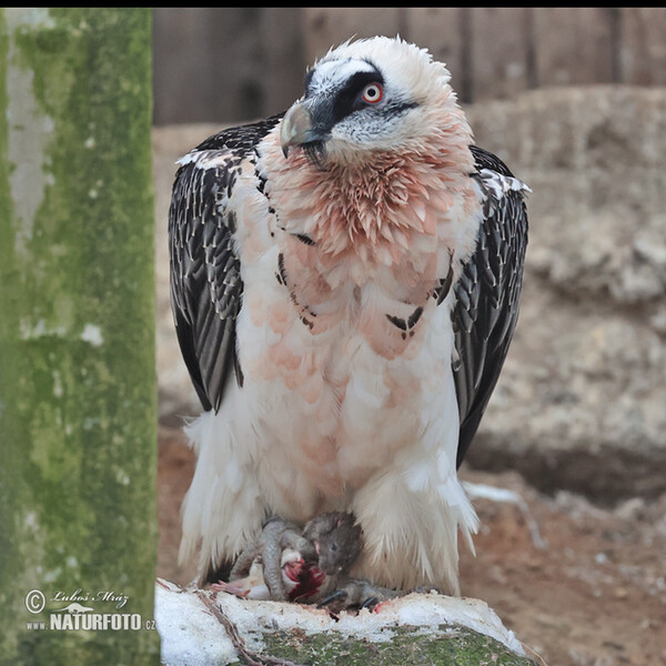 Bearded Vulture (Gypaetus barbatus)