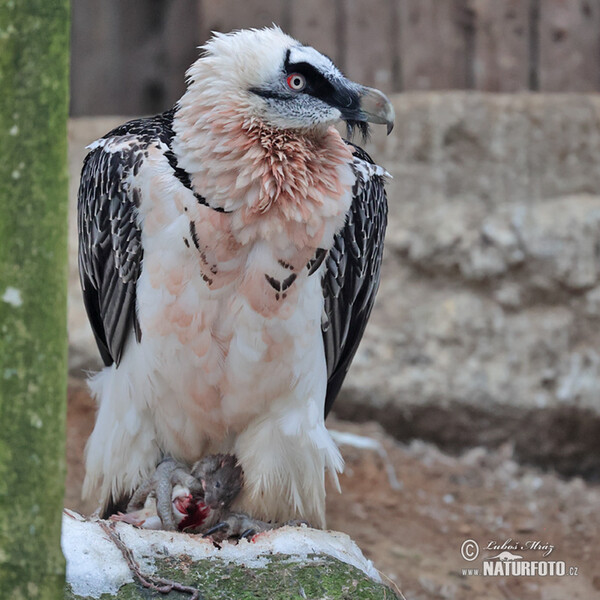 Bearded Vulture (Gypaetus barbatus)