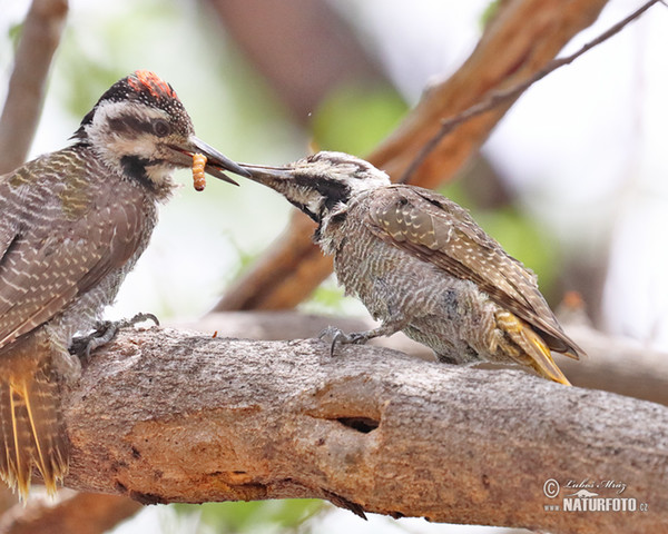 Bearded Woodpecker (Chloropicus namaquus)