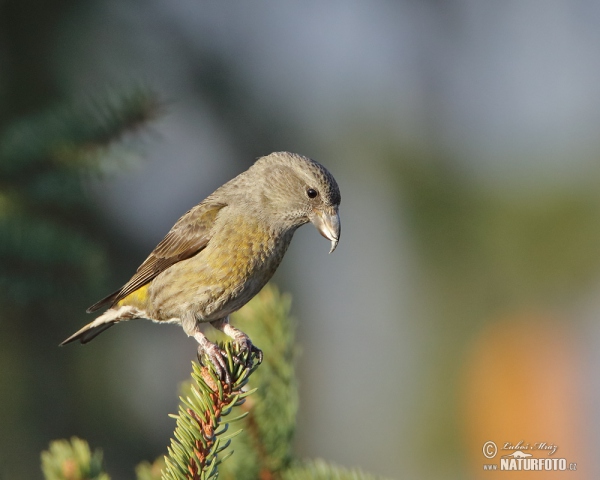 Bec-croisé des sapins