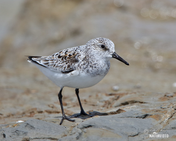 Bécasseau sanderling