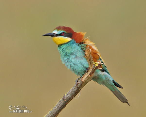 Bee-eater (Merops apiaster)