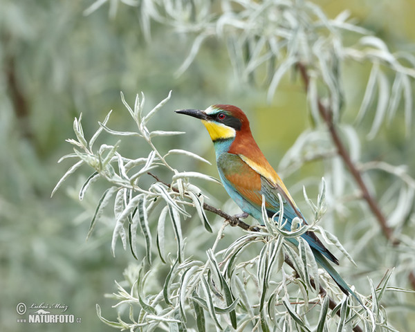 Bee-eater (Merops apiaster)