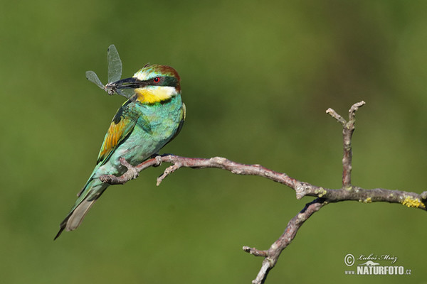 Bee-eater (Merops apiaster)