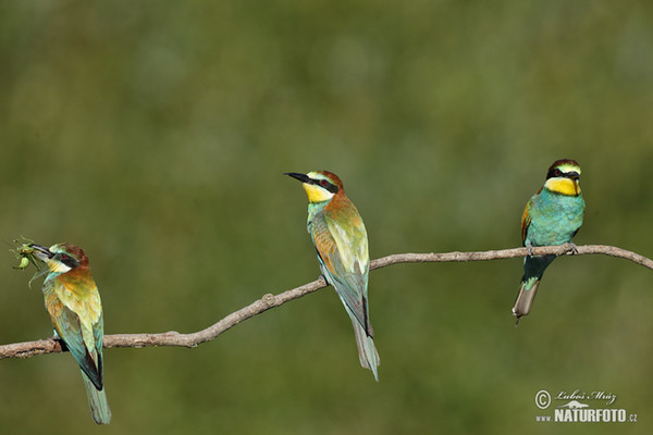 Bee-eater (Merops apiaster)