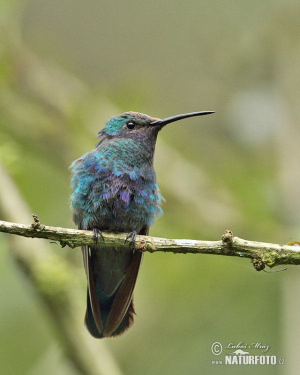 Beija-flor-violeta