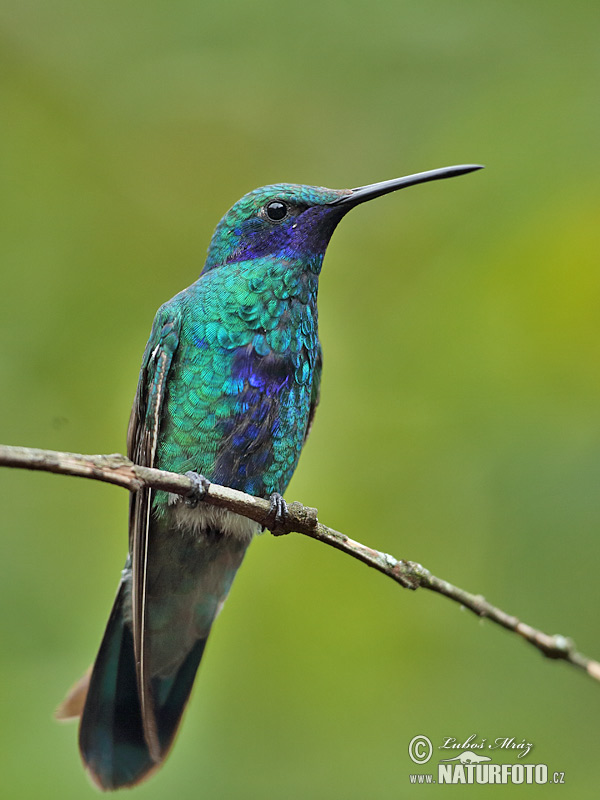 Beija-flor-violeta