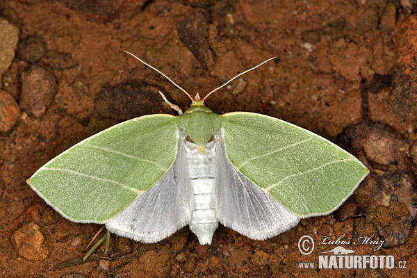 Bena bicolorana
