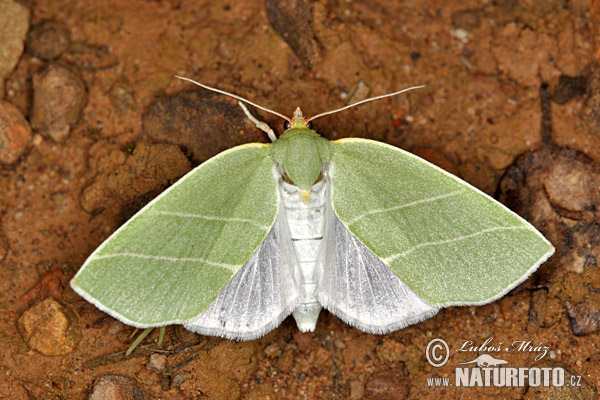 Bena bicolorana