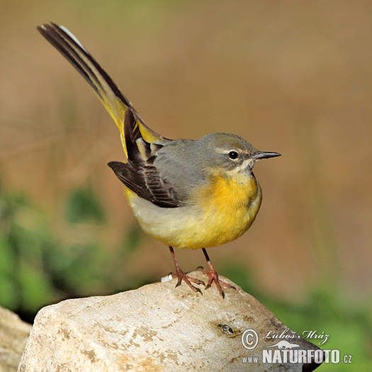 Bergeronnette des ruisseaux