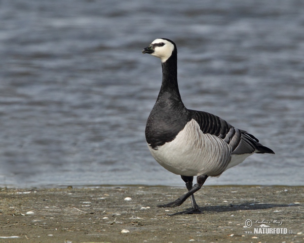 Bernacle Goose (Branta leucopsis)