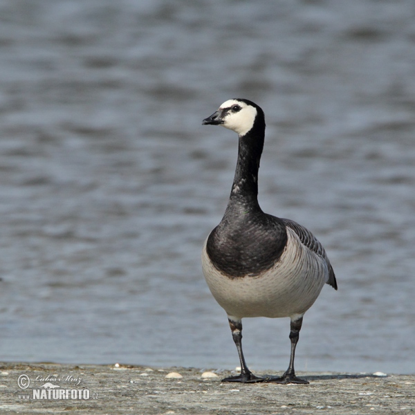 Bernacle Goose (Branta leucopsis)