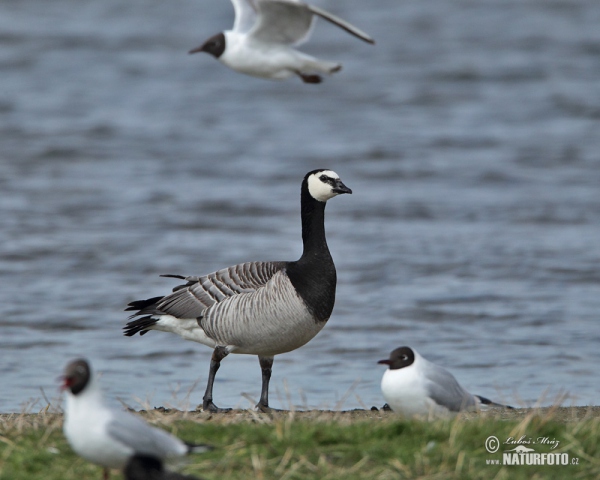 Bernacle Goose (Branta leucopsis)