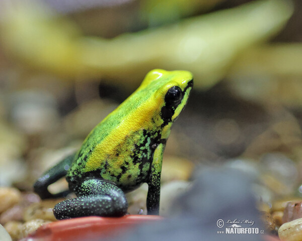 Bicolored Dart Frog (Phyllobates bicolor)