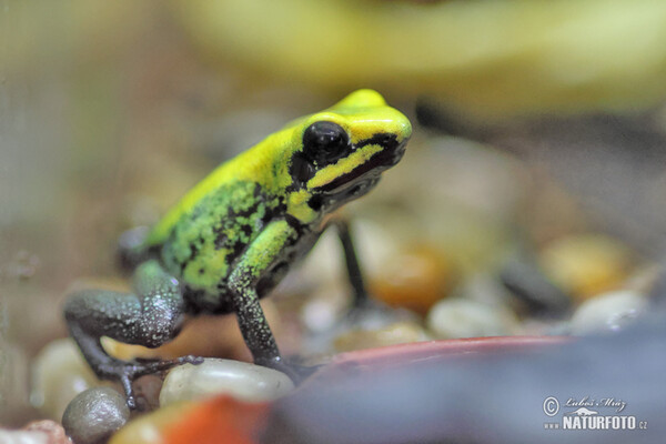 Bicolored Dart Frog (Phyllobates bicolor)