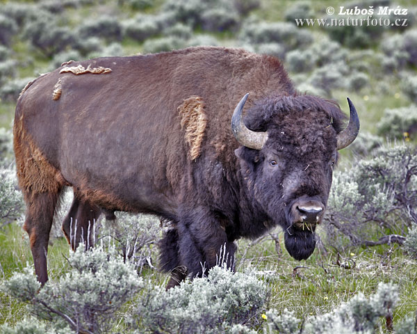 Bison Amerika