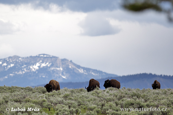 Bison Amerika