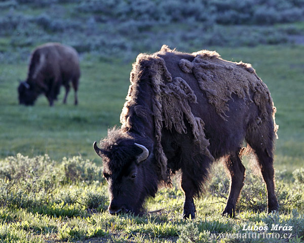 Bison amerika