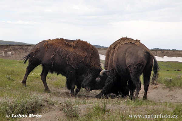 Bison amerika