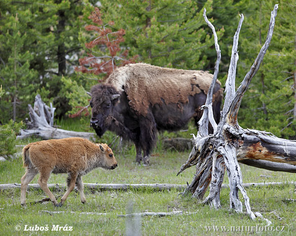 Bison d'Amérique du Nord