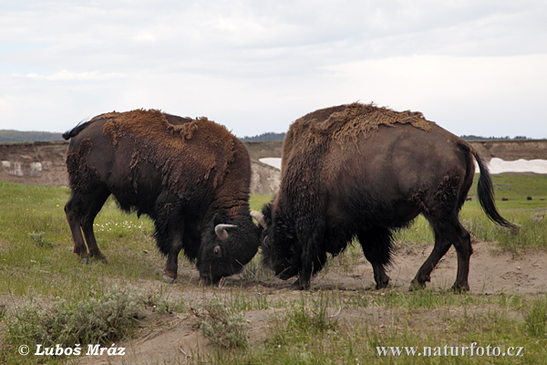 Bison d'Amérique du Nord